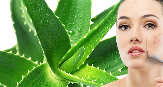 Chiết xuất lô hội giúp da giảm tổn thương da, bổ xung độ ẩm, ngăn ngừa lão hóa